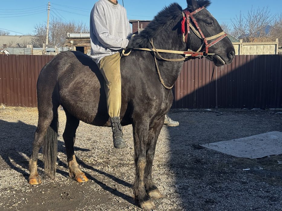 Продам кобылу жеребая