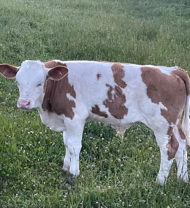 Vand Vițel baltat
