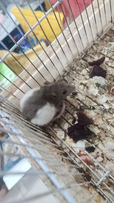 Декоративные крысы