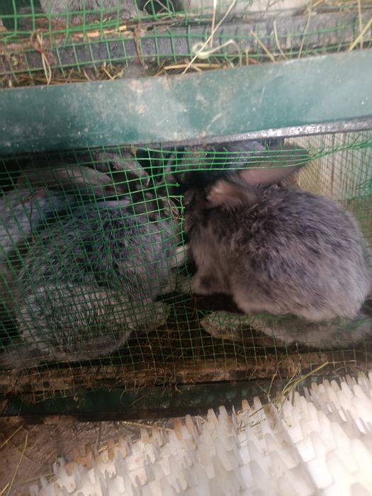 Quyonlar sotiladi Katta o'rtacha va 2ta kichik quyonlar bor jami 12ta