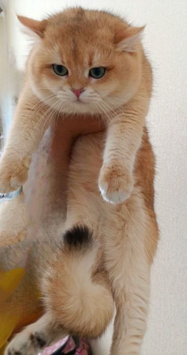 Vyazka britanskiy shinshilla by  ny 12