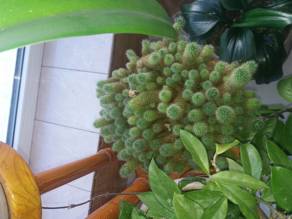 Цветок. комнатный кактус