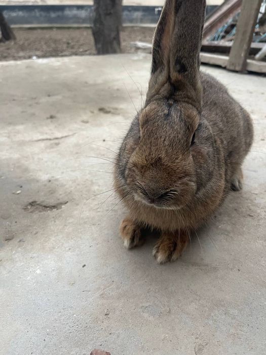quyon sotiladi narxi 100.000 som