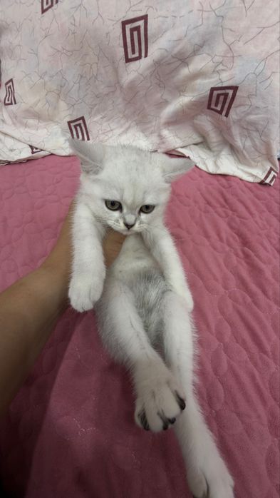 Красивые британские котята