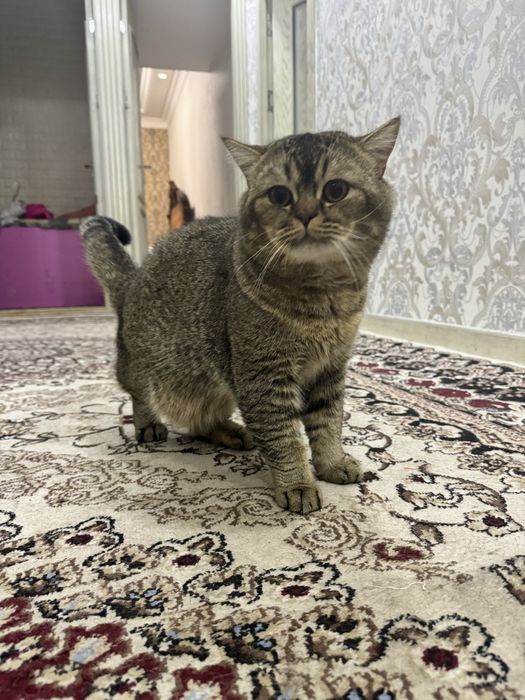 Вязка скоттиш страйт