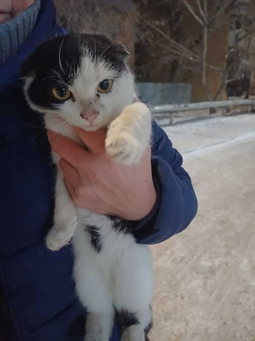 Ищем дом для котика