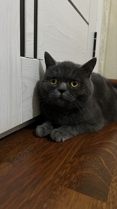 Britanskiy shorthair
