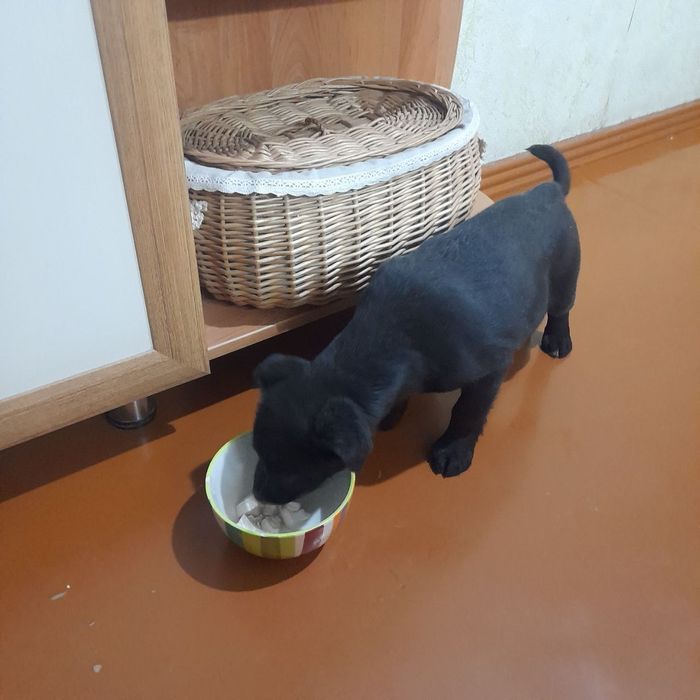 Срочно пристраивается мальчик!