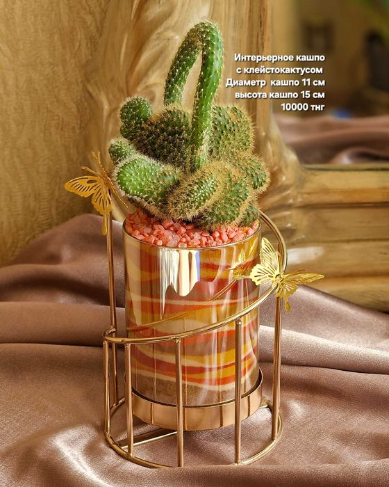 Суккуленты, флорариумы, композиции