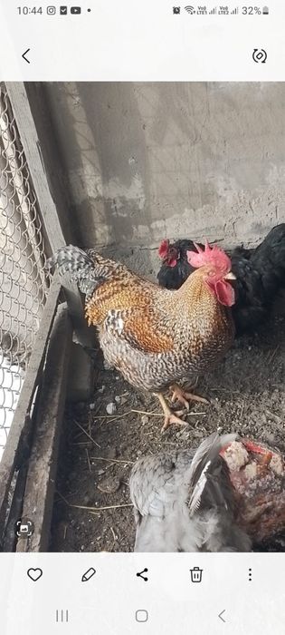 Продам Петуха билефельдер