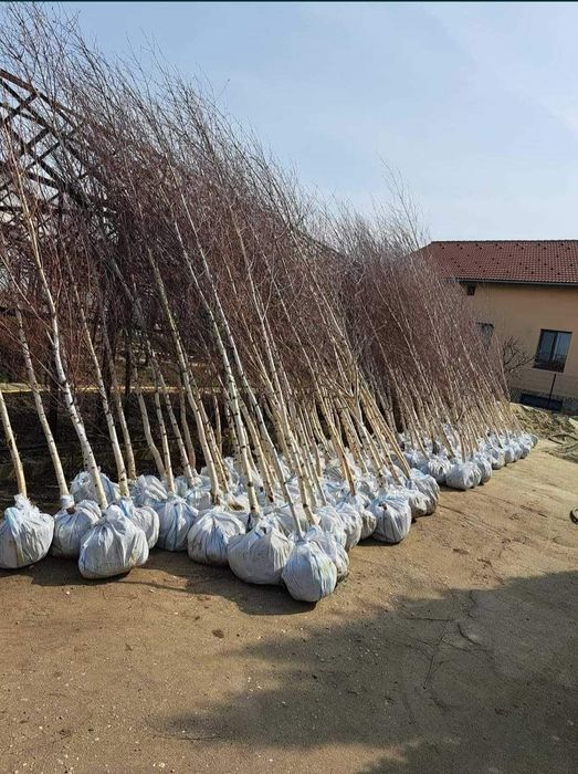 Mesteacăn, tei, platan, carpen, catalpa 2m - 7m, calitate premium, etc