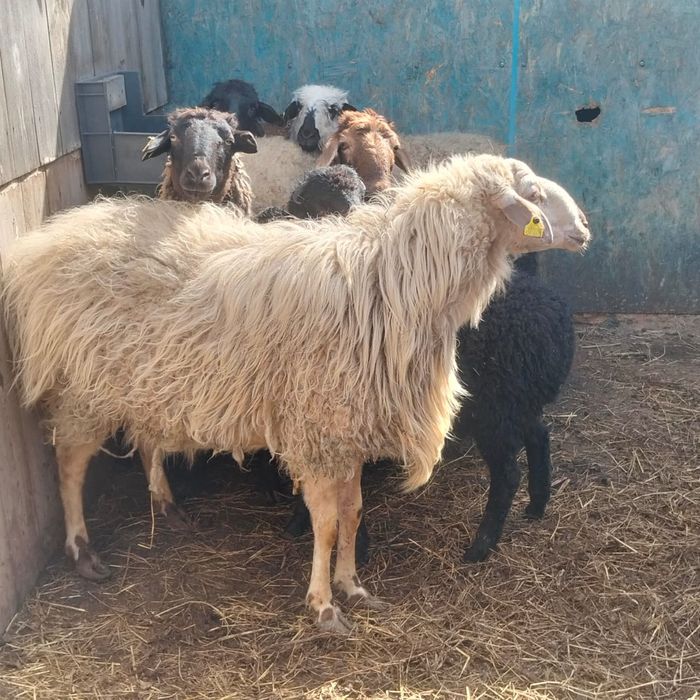 Продам кошкара племенной