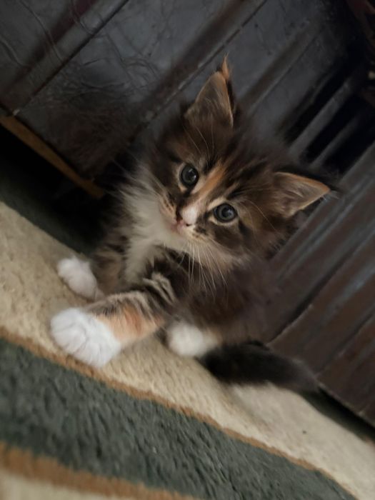 Мейн Кун котенок