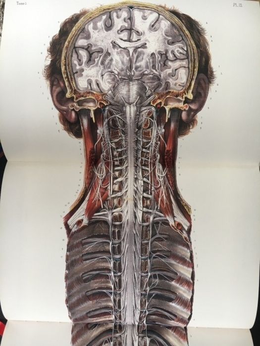 Atlas of Human Anatomy and Surgery / Medicina / Anatomie / Chirurgie