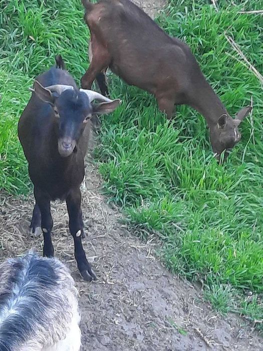 Mursiyana Granadina echkilari oilasi sotuvda