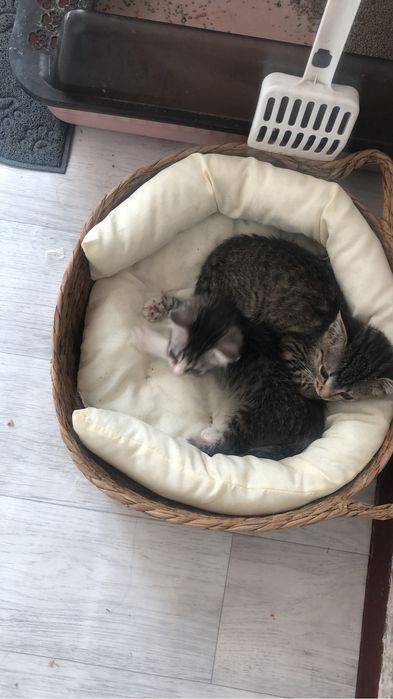 Котёнок в добрые руки!