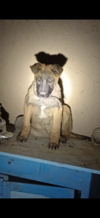 бельгийский овчарка Малинуа