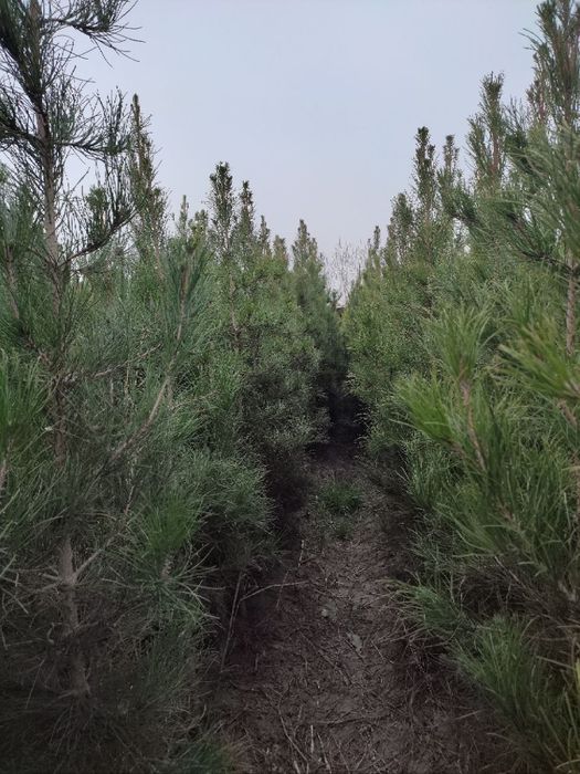 Archa (sasna) koʻchatlari