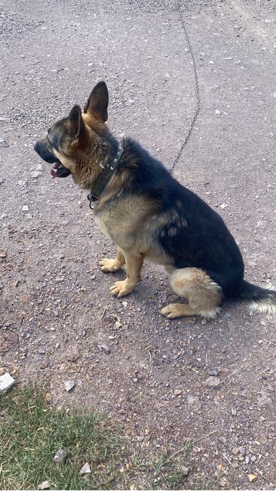 Вязка немецкой овчарки