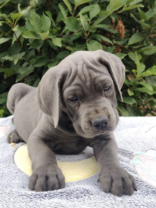 Щенки кане-корсо на продажу