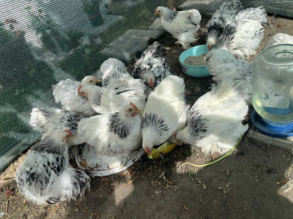 Продам карликовых кохинхинов
