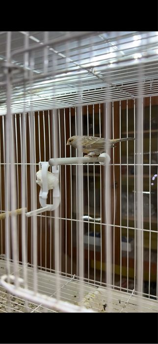 Канарейка пара.