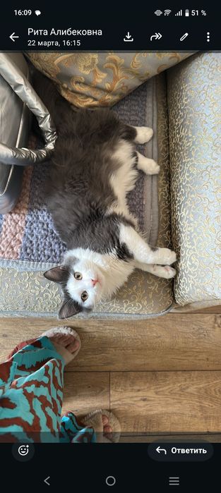 Отдам добрые руки