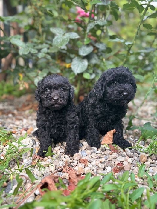 Poodel toy caniche