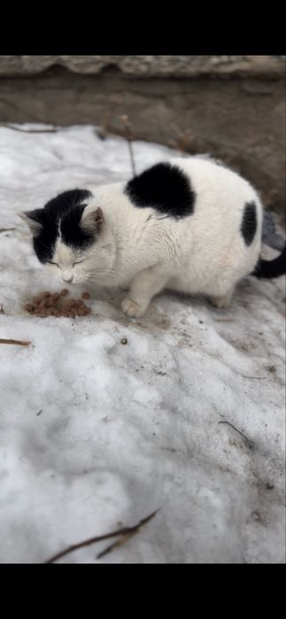 В самые добрые руки . Девочка( стерилизованая)