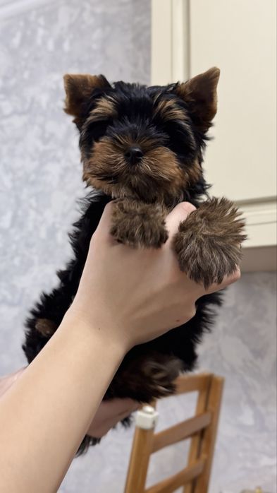 Продам щенков Йорка. Йоркширский терьер