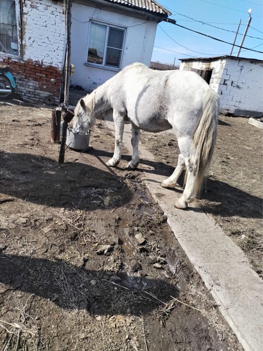 Айгыр, жеребец, лошадь, конь