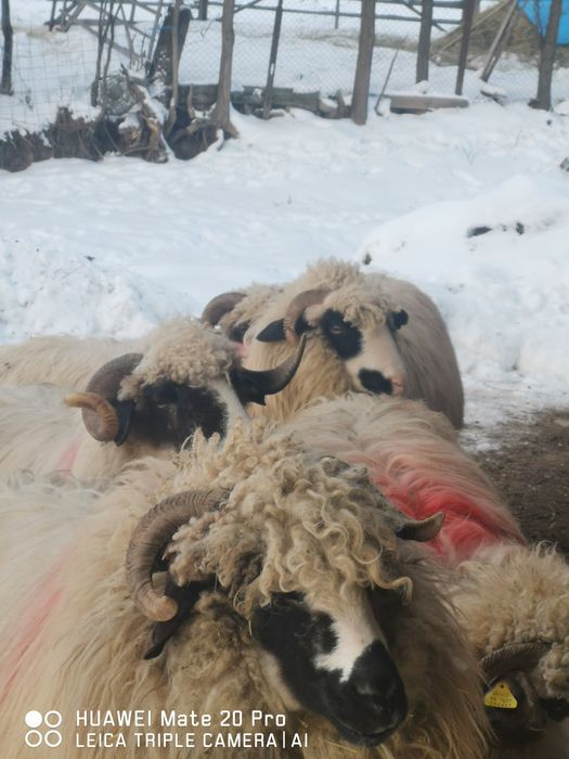 Vând oi breze tinere