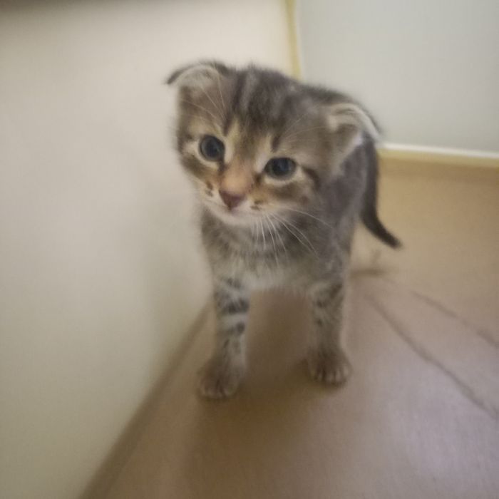 Вислоухий котёнок 1,5 мес мальчик