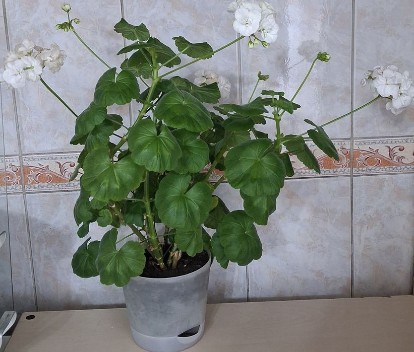 Продам герань беую