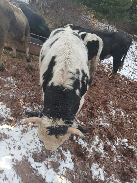 Продавам БИО телета