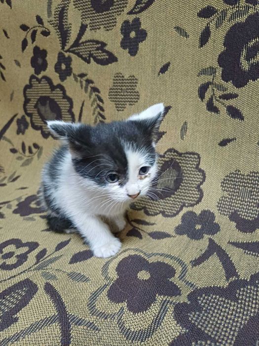 Ищем дом котятам (девочки)