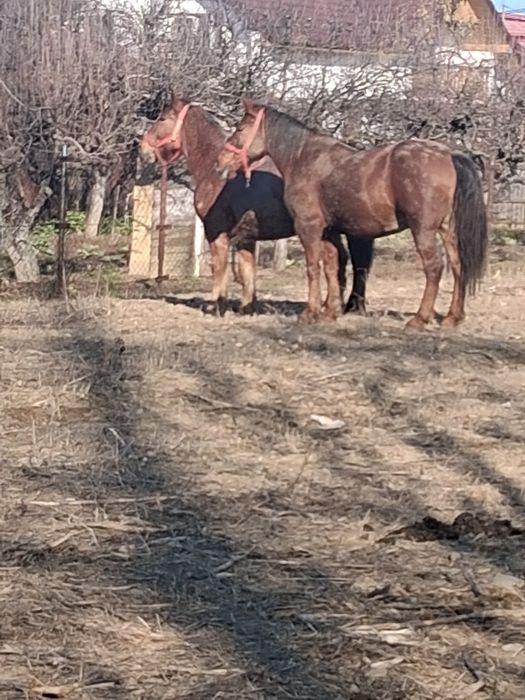 Vând doi cai castrați