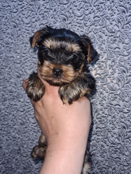 Продам щенков йоркширского терьера.