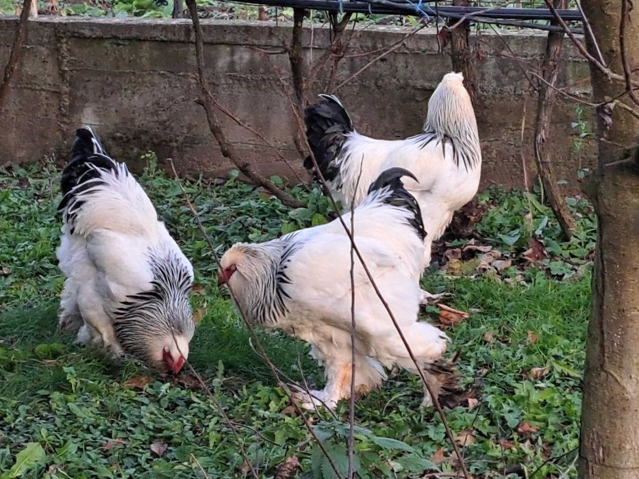 Vand Gaini și cocoși brahma diferite culori