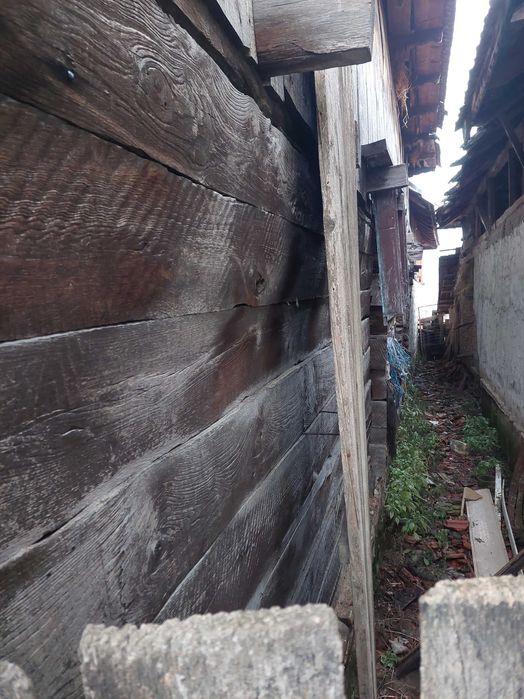 Lemn vechi de stejar, de gorun.