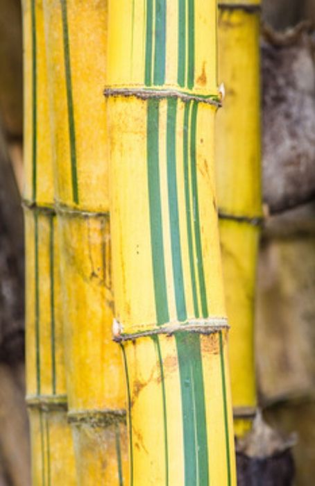 Bambus auriu de gradina