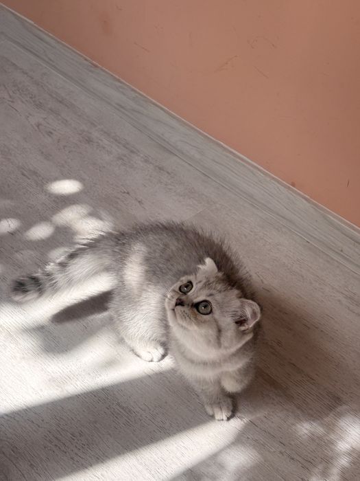 Scottish Fold Chinchilla-femelă