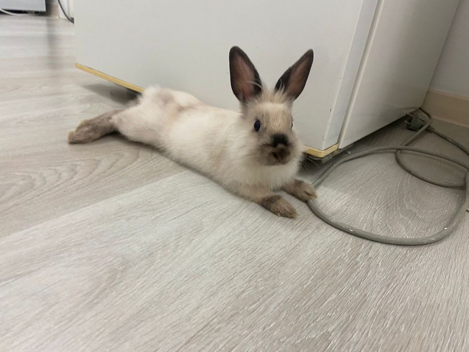 кролик Дэни,шустрый  и пушистый