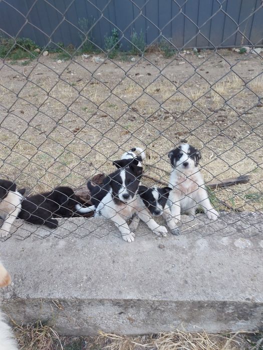 Подаряване кученца