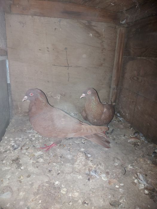 Иранцы пакистанцы бакинцы