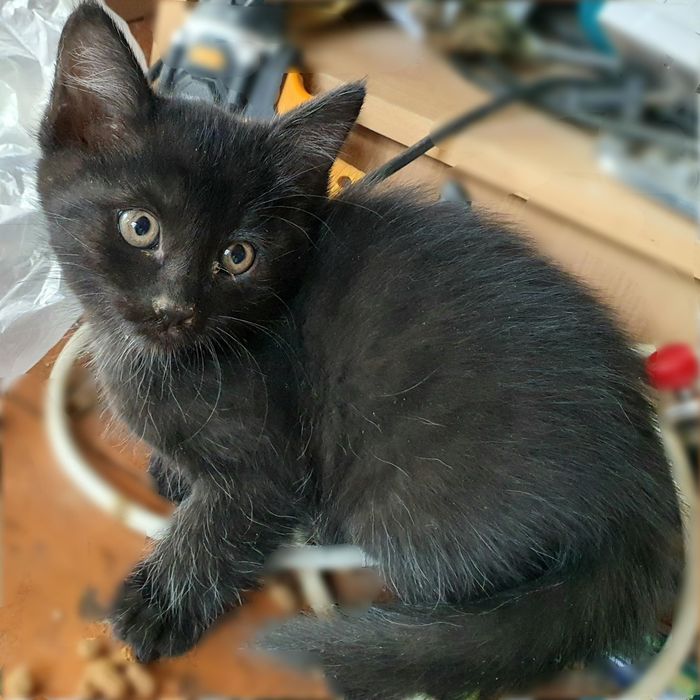 Котята от породистой Турецкой Ангоры