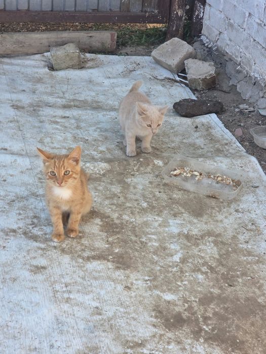 Котята возраст 3 месяца