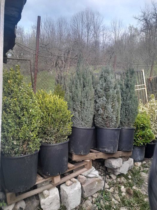 Creează colțuri verzi unice cu plante ornamentale