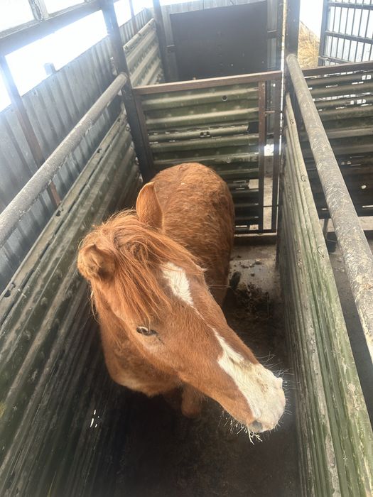 Сатылады полторашка