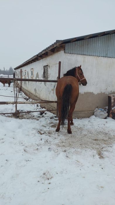Конь араб с дончаком